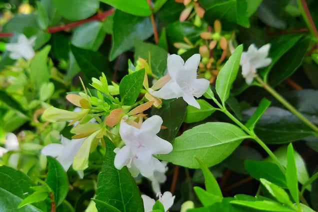Abelia grandiflora bloem