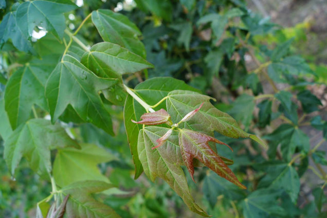 Acer buergerianum blad