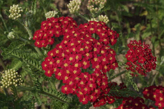 Achillea millefolium 'Red Velvet' bloem