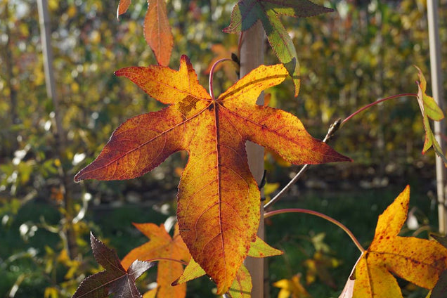 Liquidambar styraciflua 'Simone' herfstkleur
