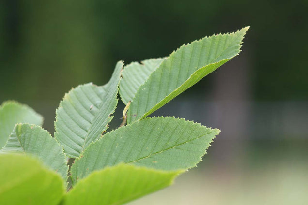 Carpinus betulus 'Lucas'