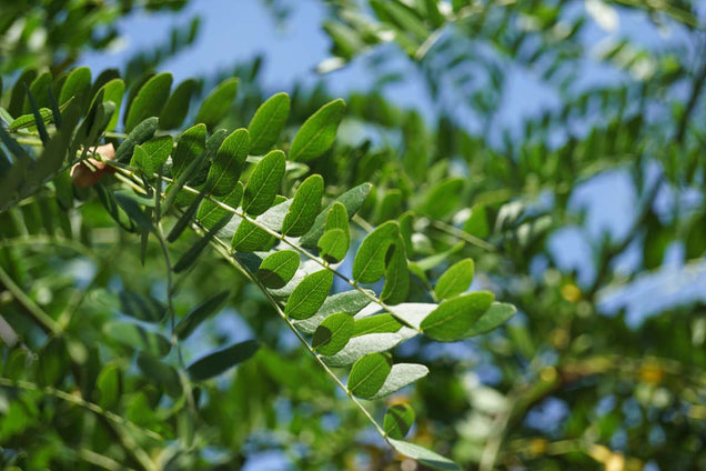 Gleditsia triacanthos 'Draves' blad