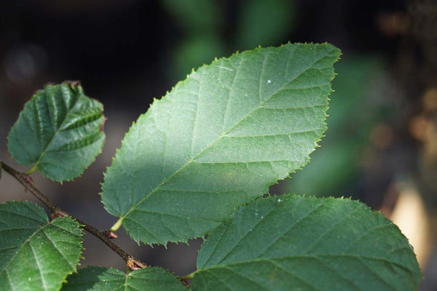 Carpinus caroliniana 'Red Fall'