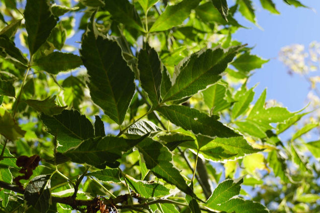 Acer negundo 'Flamingo' blad