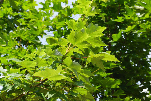Acer freemanii 'Scarsen' kroon