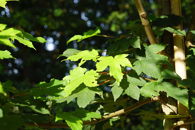 Acer pseudoplatanus blad