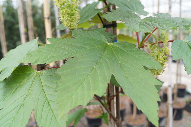 Acer pseudoplatanus 'Purpureum' blad