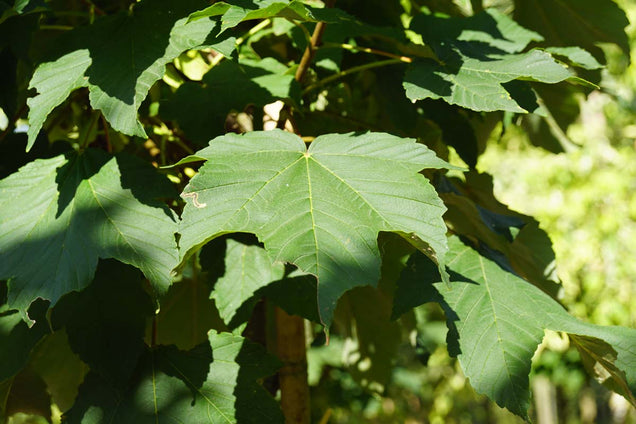 Acer pseudoplatanus 'Rotterdam' blad