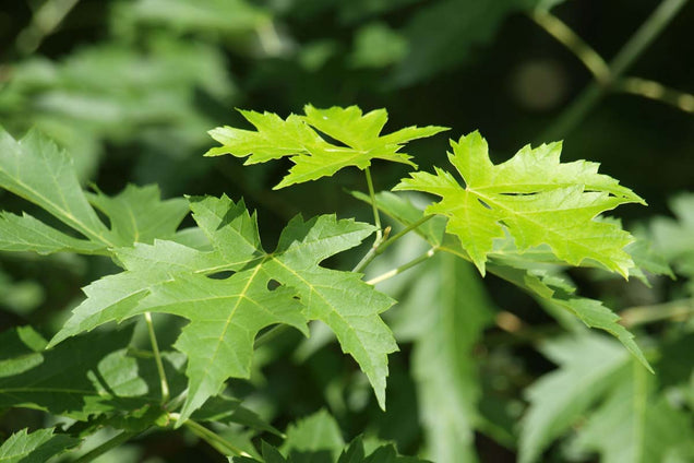 Acer saccharinum 'Pyramidale' blad