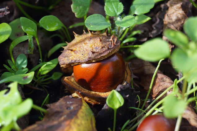 Aesculus hippocastanum bolster