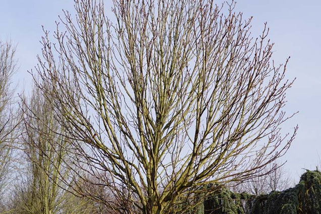 Aesculus hippocastanum 'Pyramidalis' kroon