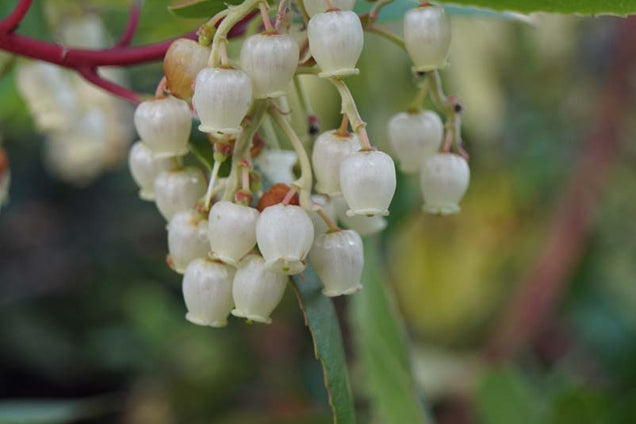 Arbutus unedo bloem