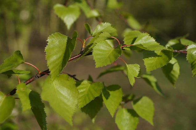 Betula pendula blad