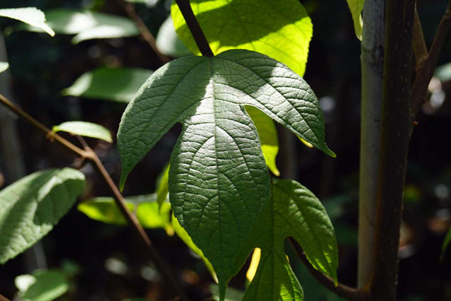 Broussonetia kazinoki