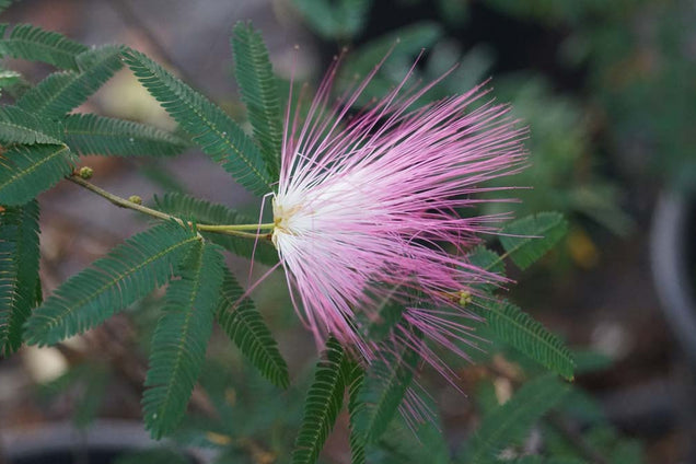 Calliandra surinamensis bloem