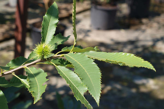 Castanea sativa blad