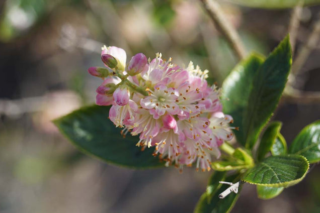 Clethra alnifolia 'Pink Spire' bloem