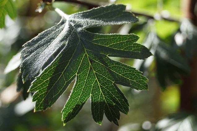 Crataegus orientalis