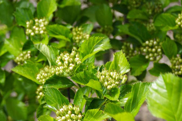 Crataegus persimilis 'Splendens' bloem