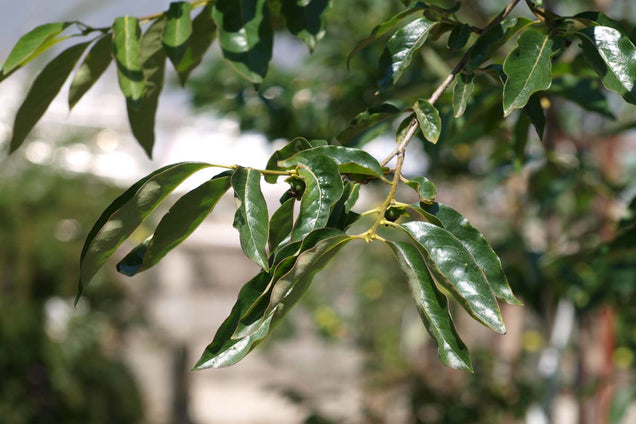 Diospyros lotus blad