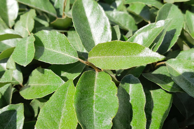 Elaeagnus ebbingei blad