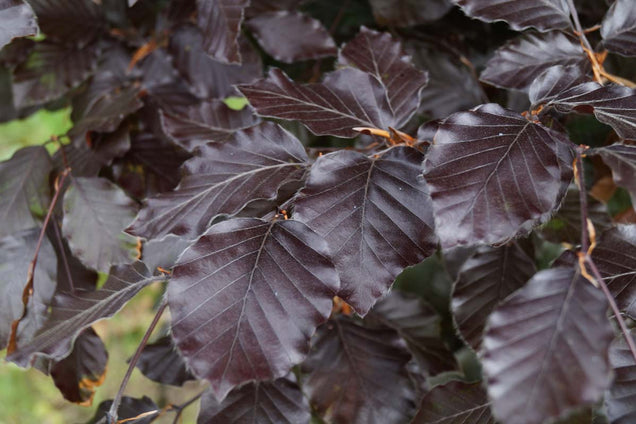 Fagus sylvatica 'Atropunicea' blad