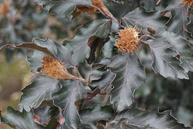 Fagus sylvatica 'Rohan Obelisk' blad