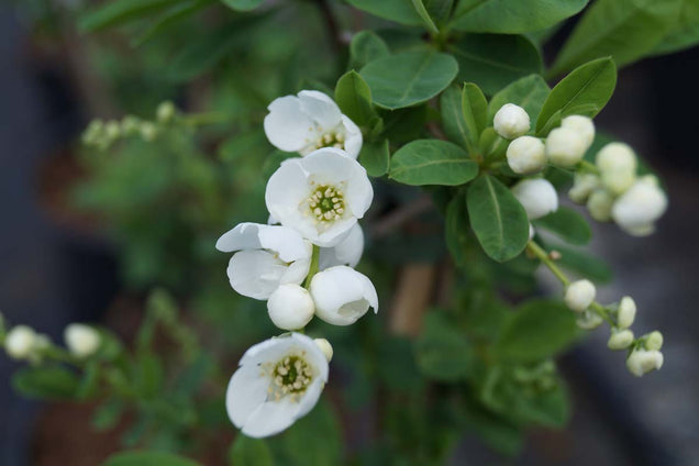 Exochorda 'The Bride' bloem