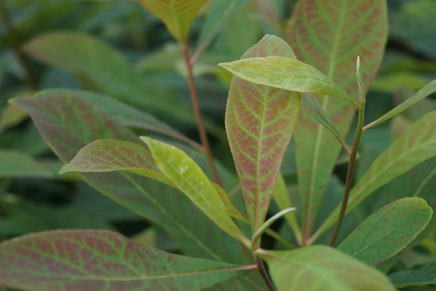 Franklinia alatamaha