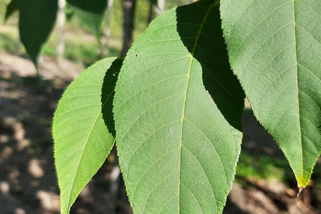 Fraxinus americana 'Autumn Applause' blad