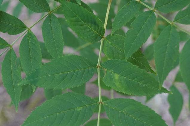 Fraxinus excelsior blad