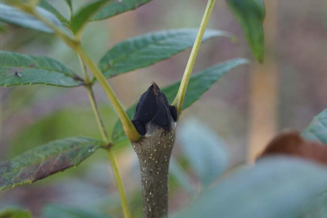 Fraxinus excelsior 'Altena' knop