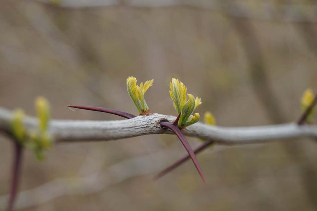 Gleditsia triacanthos