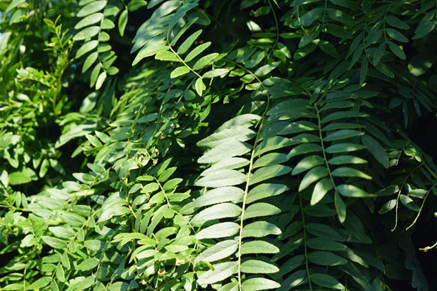 Gleditsia triacanthos 'Elegantissima'
