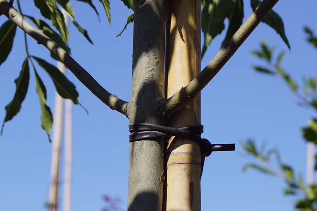 Fraxinus excelsior 'Geessink'