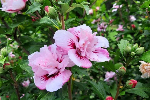 Hibiscus syriacus 'Lady Stanley' bloem