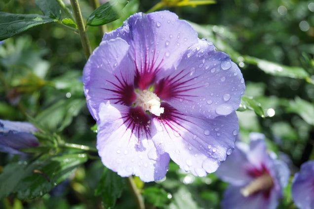 Hibiscus syriacus 'Marina' bloem