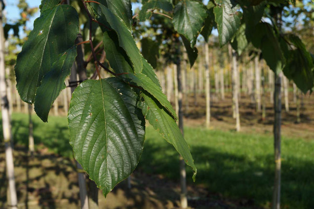 Hovenia dulcis