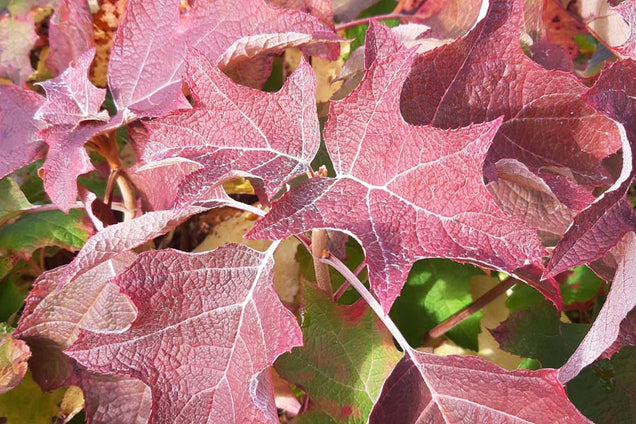 Hydrangea quercifolia 'Sike's Dwarf'