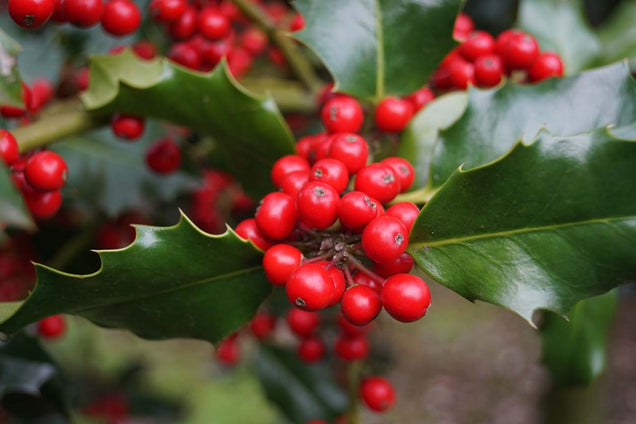 Ilex aquifolium bes