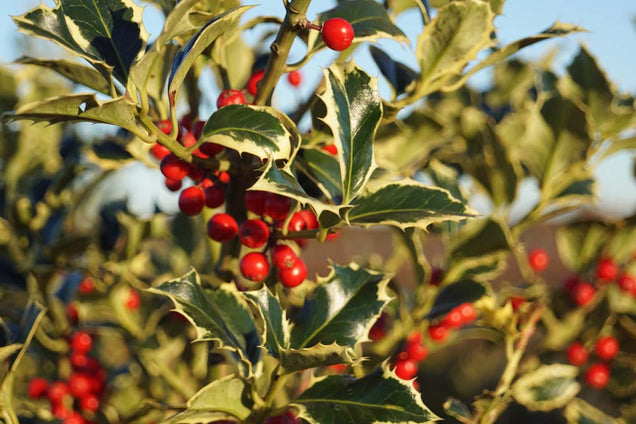 Ilex aquifolium 'Argentea Marginata' bes