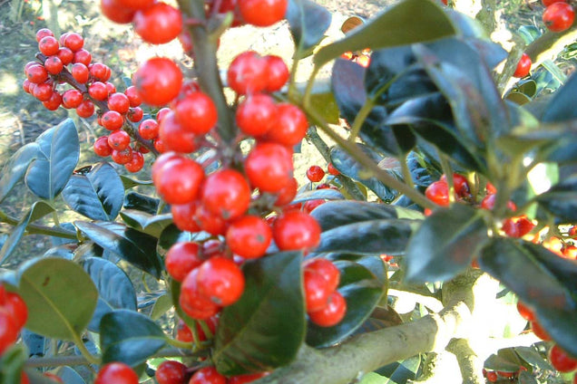 Ilex aquifolium 'J.C. van Tol'