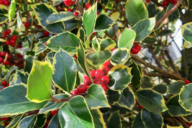 Ilex aquifolium 'Rubricaulis Aurea' bes