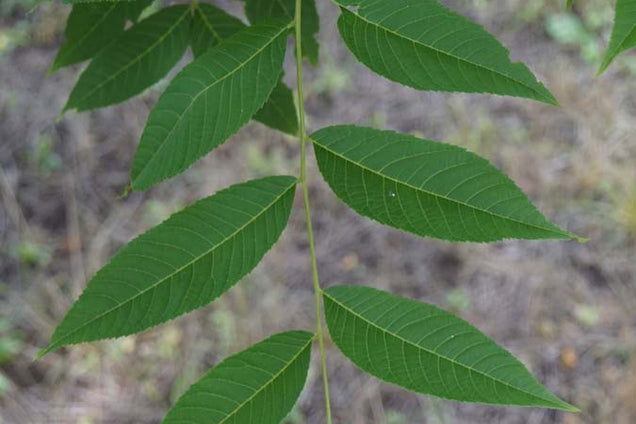 Juglans nigra