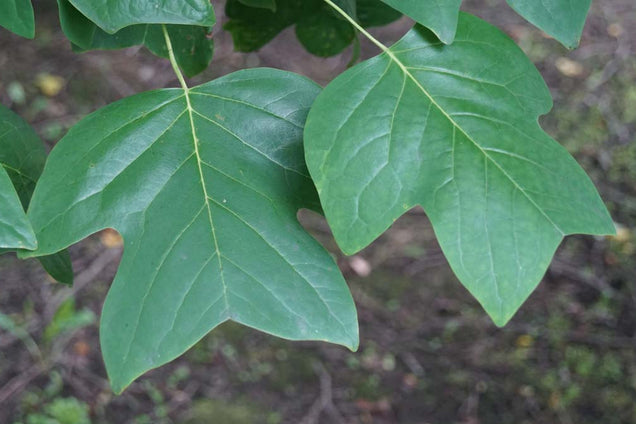 Liriodendron tulipifera blad