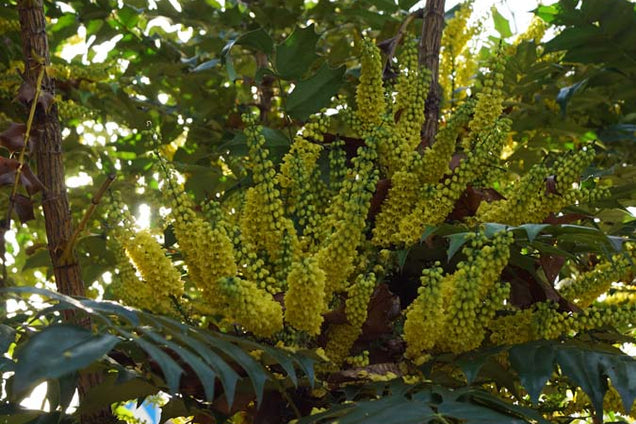 Mahonia japonica bloem