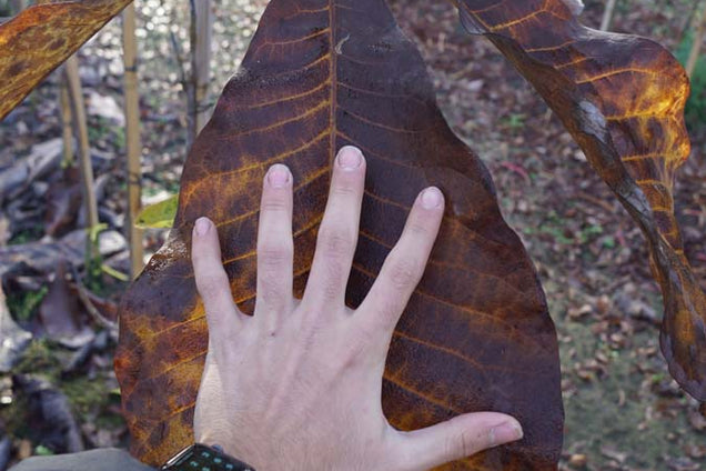 Magnolia tripetala blad