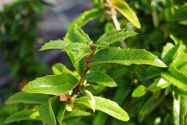 Mahoberberis 'Dart's Desire' blad
