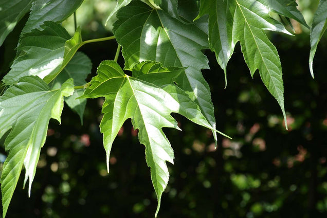 Morus alba 'Macrophylla' blad