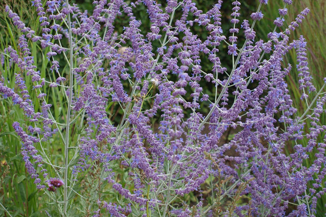 Perovskia atriplicifolia